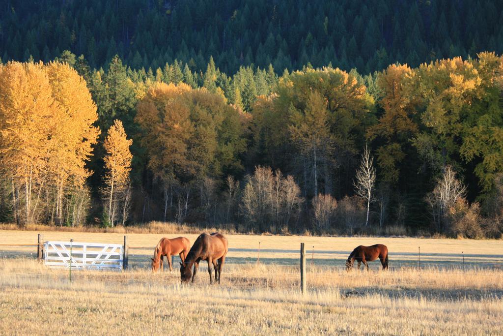 Cedar Mountain Farm Bed And Breakfast Llc Athol Exteriér fotografie